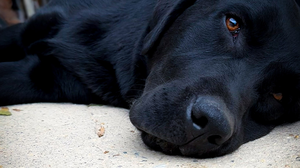 Preview image of female black lab laying on her side on the concrete with man standing behind her. Photograph by KT Brunstetter.