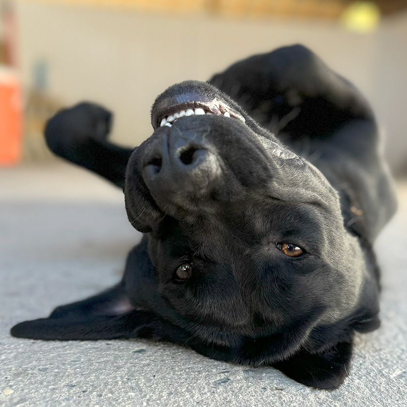 Nalu-bat-ears-square Female black lab laying upside down, smiling with her bat ears, Nalu photographed by KT Brunstetter. Square crop version.